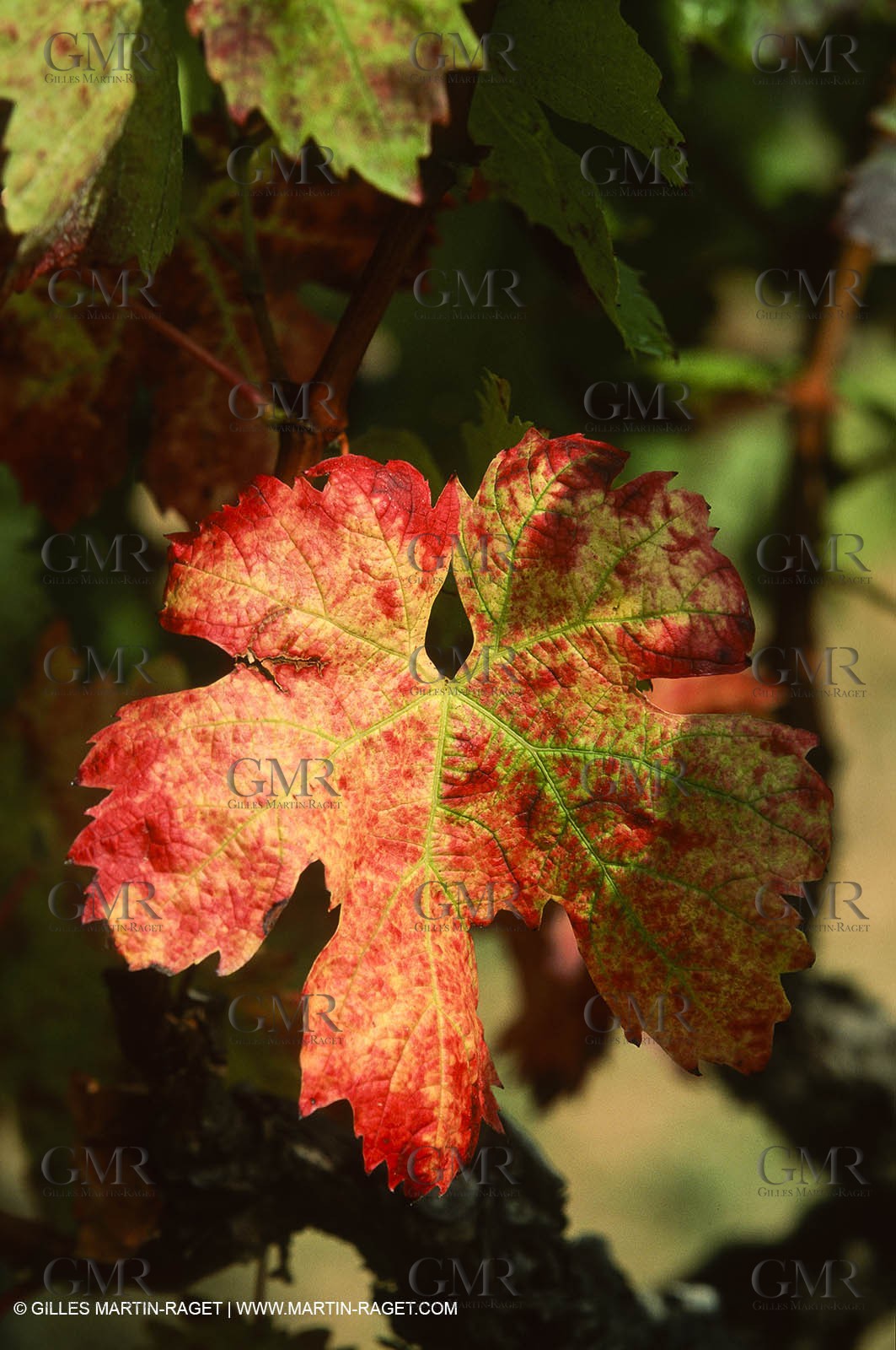 Provence, Harvest time