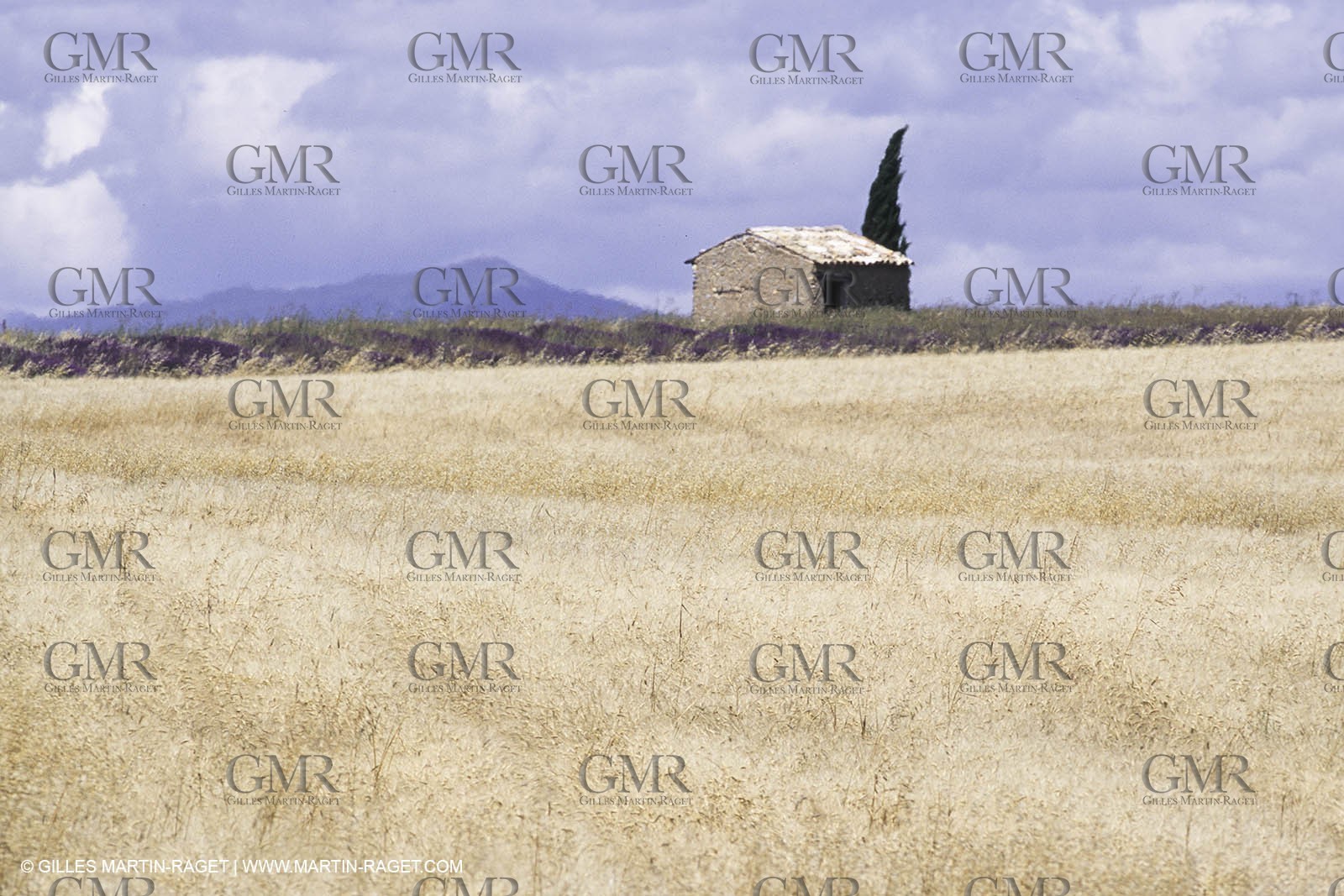 Corn and Wheat fields on Valensole Plateau in higher Provence (France)