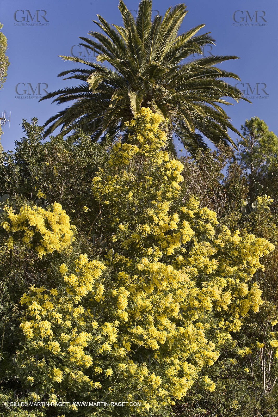 06 02 2008 - Théoule sur mer (FRA, 06) - Mimoses in full flower