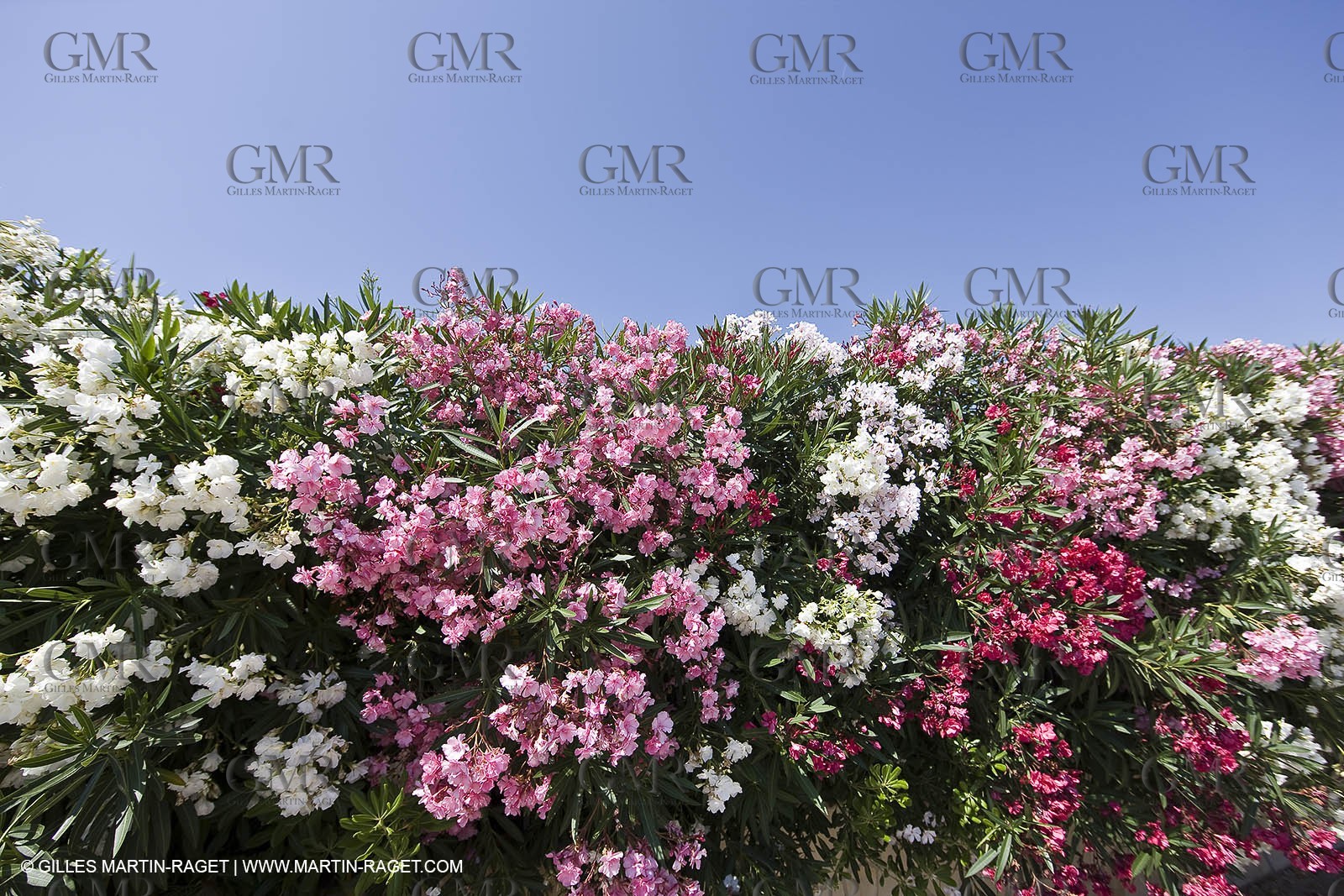 26 06 09 - Sanary sur mer (FRA,83)