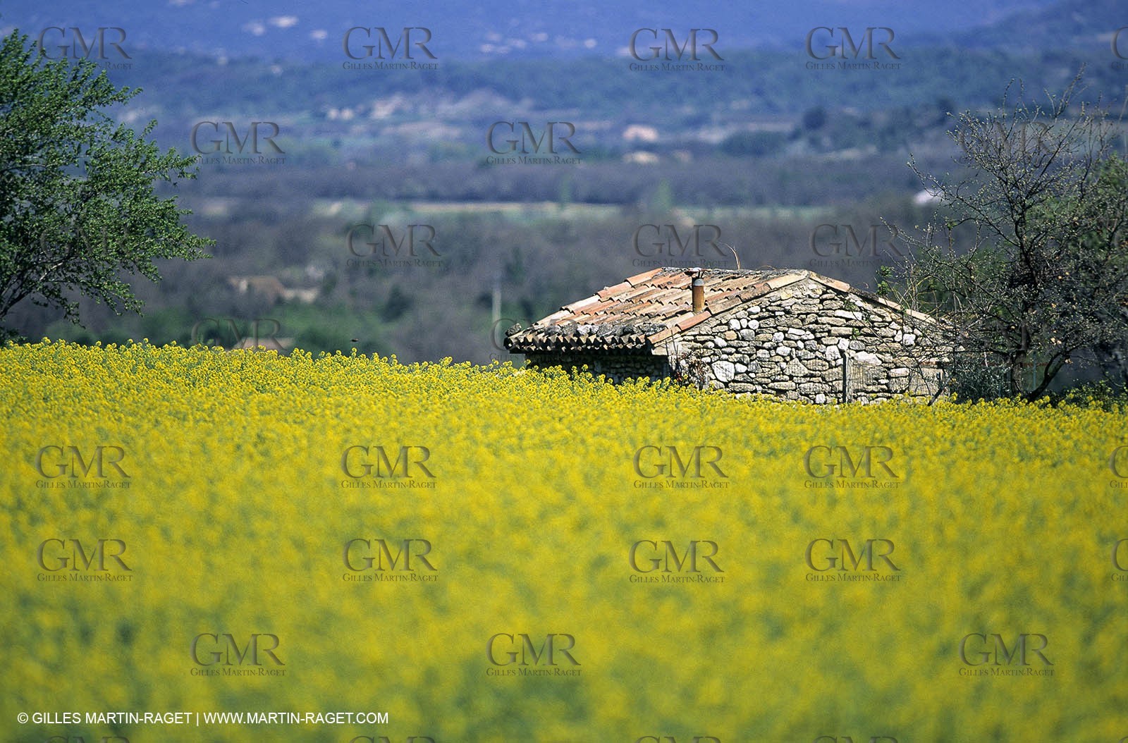 Alpilles (FRA,13), Champs de colza