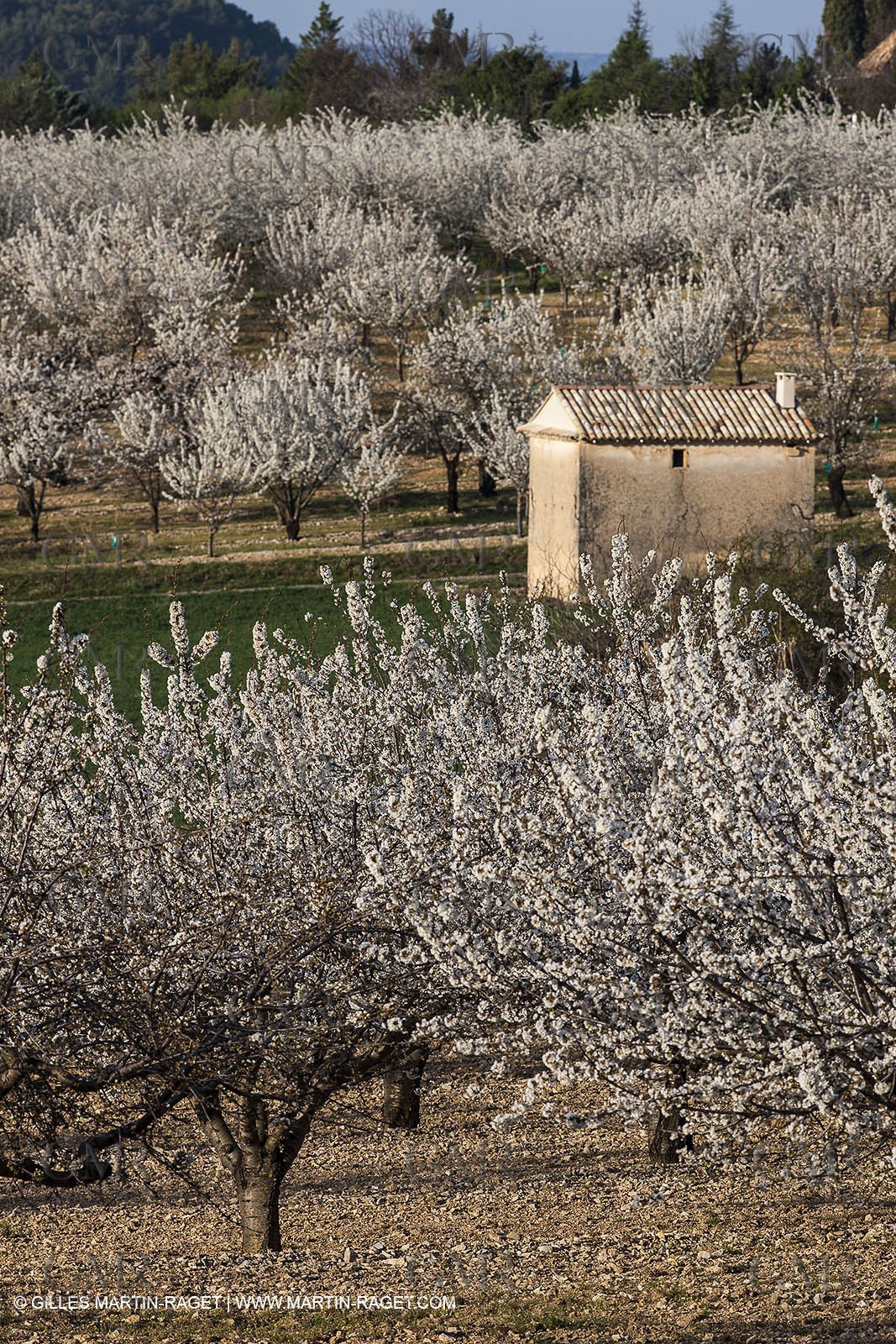 March 30th 2012 - Saint Saturnin les Apt (FRA, 84) - blooming cherry trees