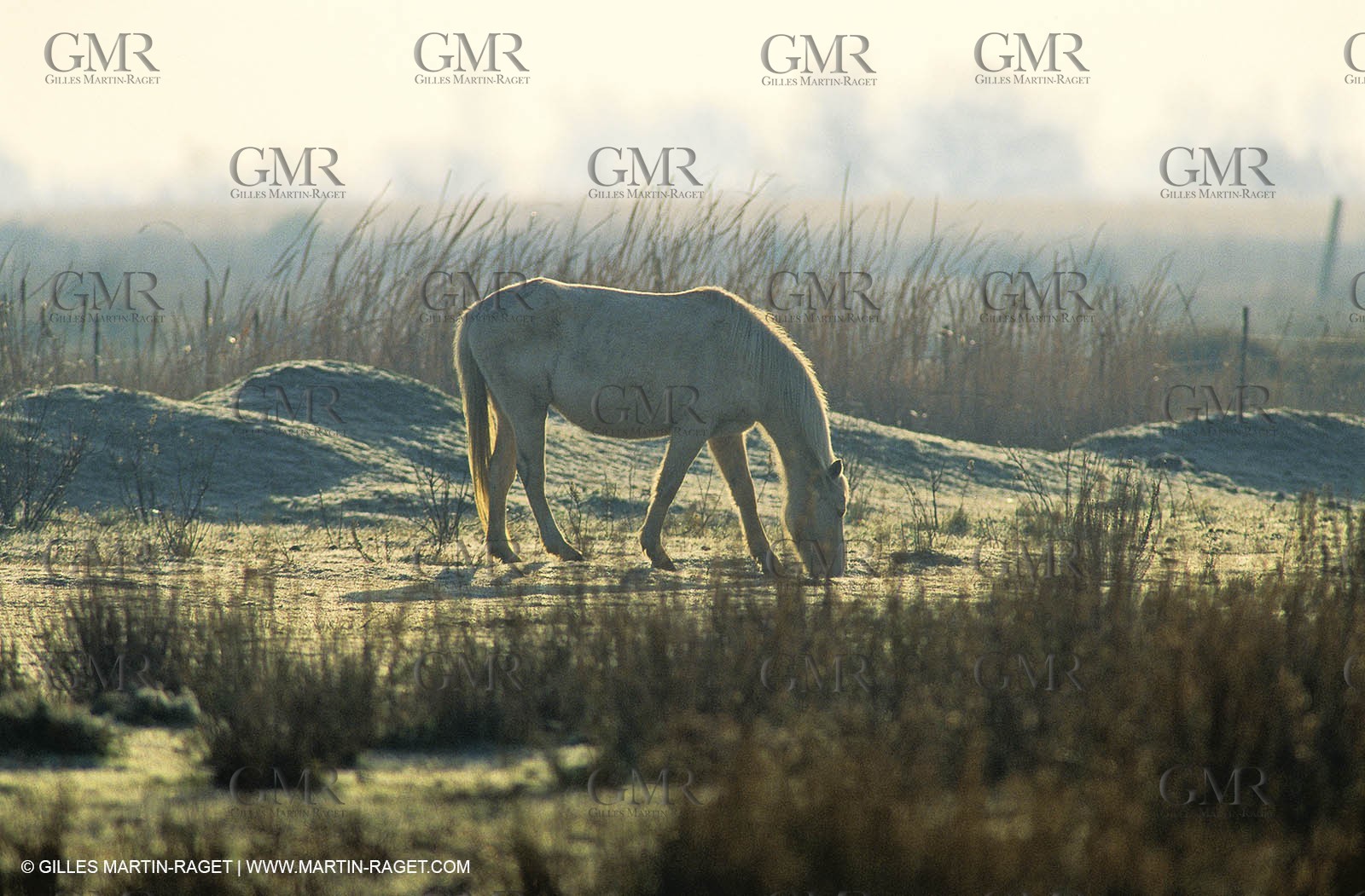 2000-2010- Arles - Les Saintes Maries de la mer (FRA,13) - Camargue horses
