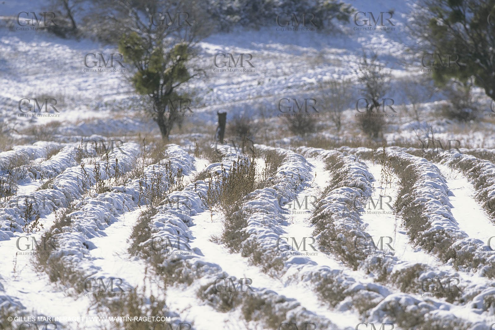 France, Provence, Neige en hiver   Snow in Provence