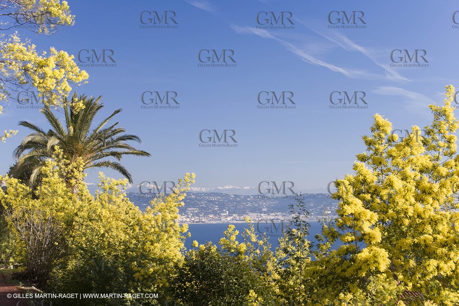 06 02 2008 - Théoule sur mer (FRA, 06) - Mimoses in full flower