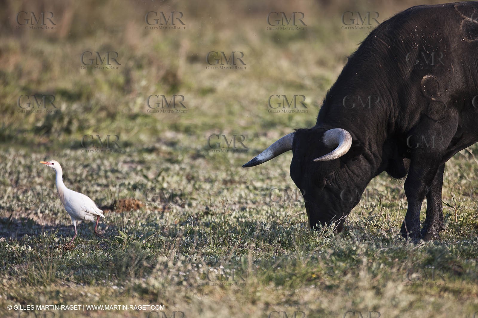 19 04 2011 - Arles (FRA,13) - Bullfight toros in Camargue