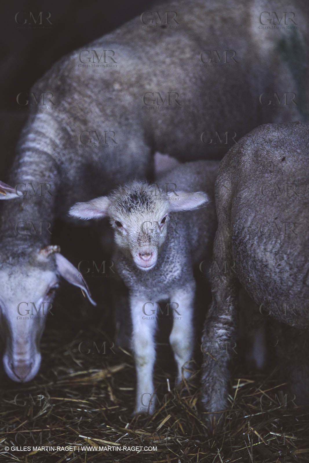 France, Provence, Camargue, Elevage de moutons, sheep breeding