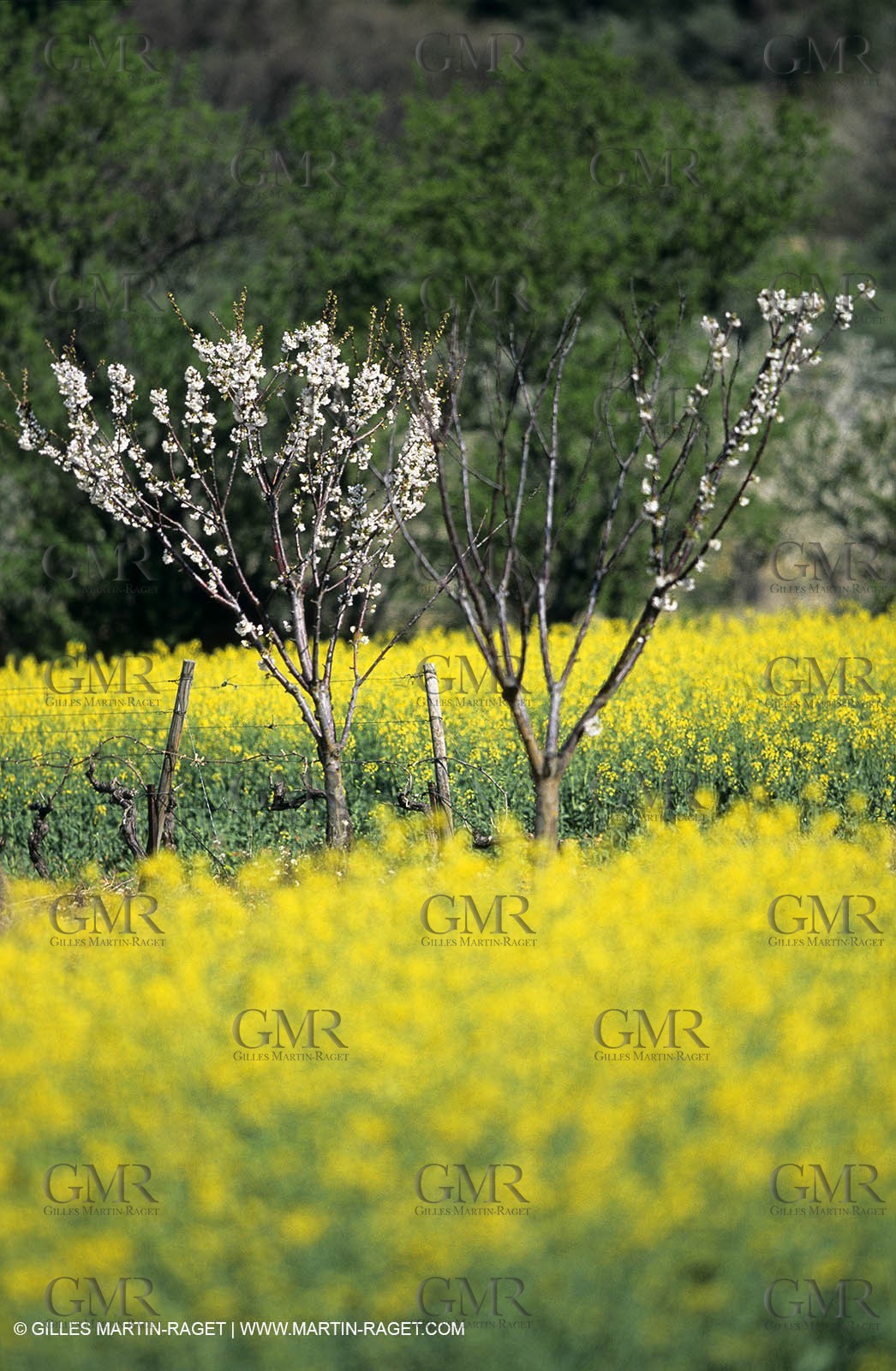 Alpilles (FRA,13), Rape fields