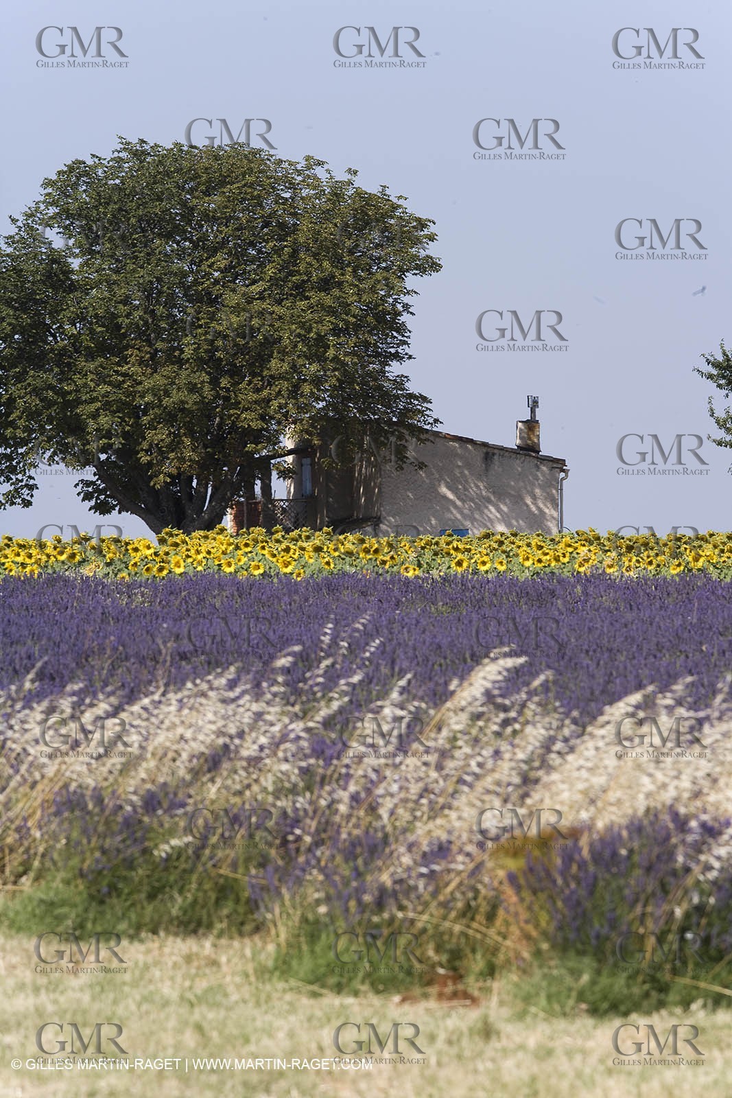 13 08 2007 - Valensole (04) - lavender fields on Valensole plateau