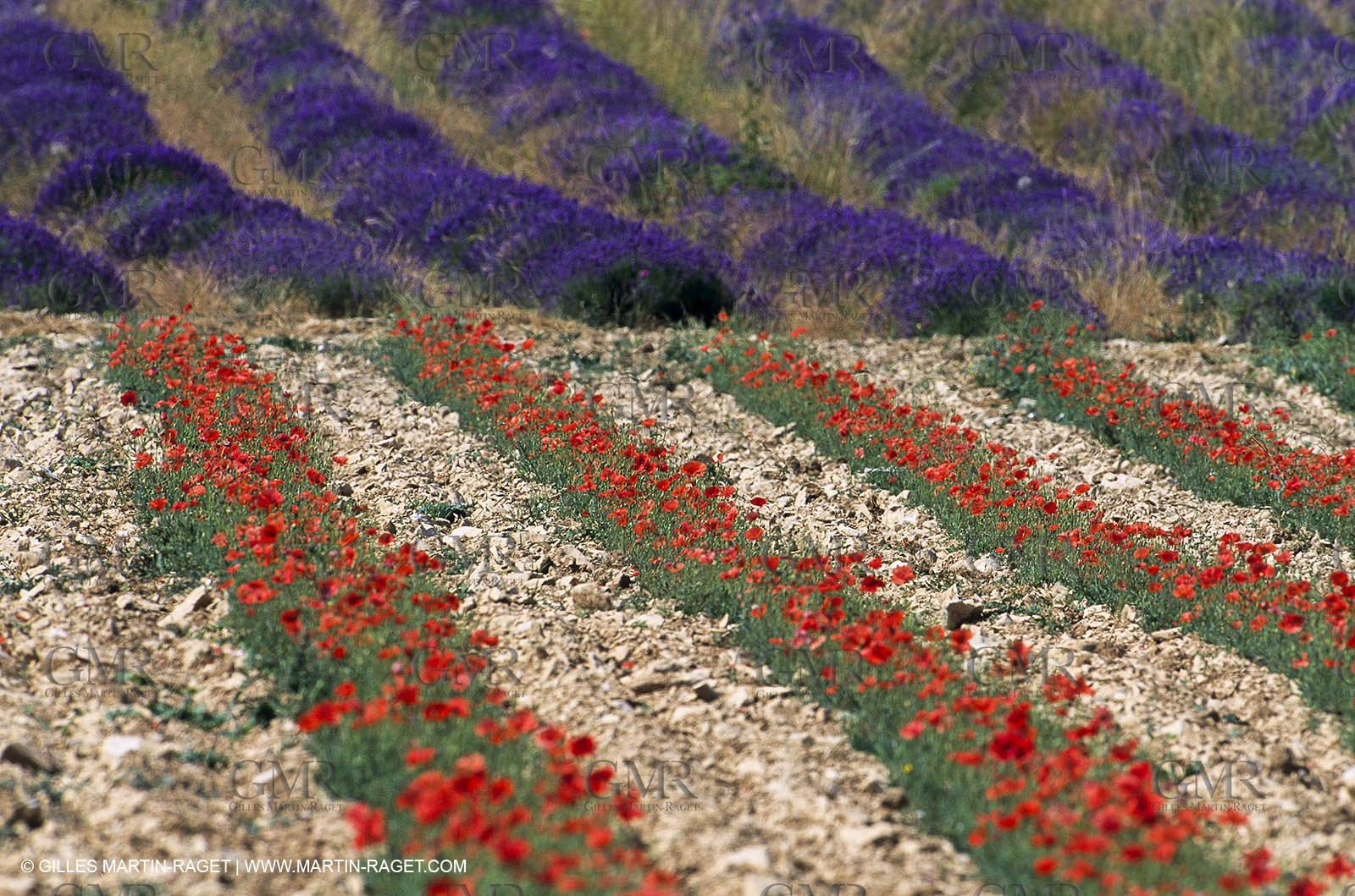 Champs de lavandes, Champs de coquelicots