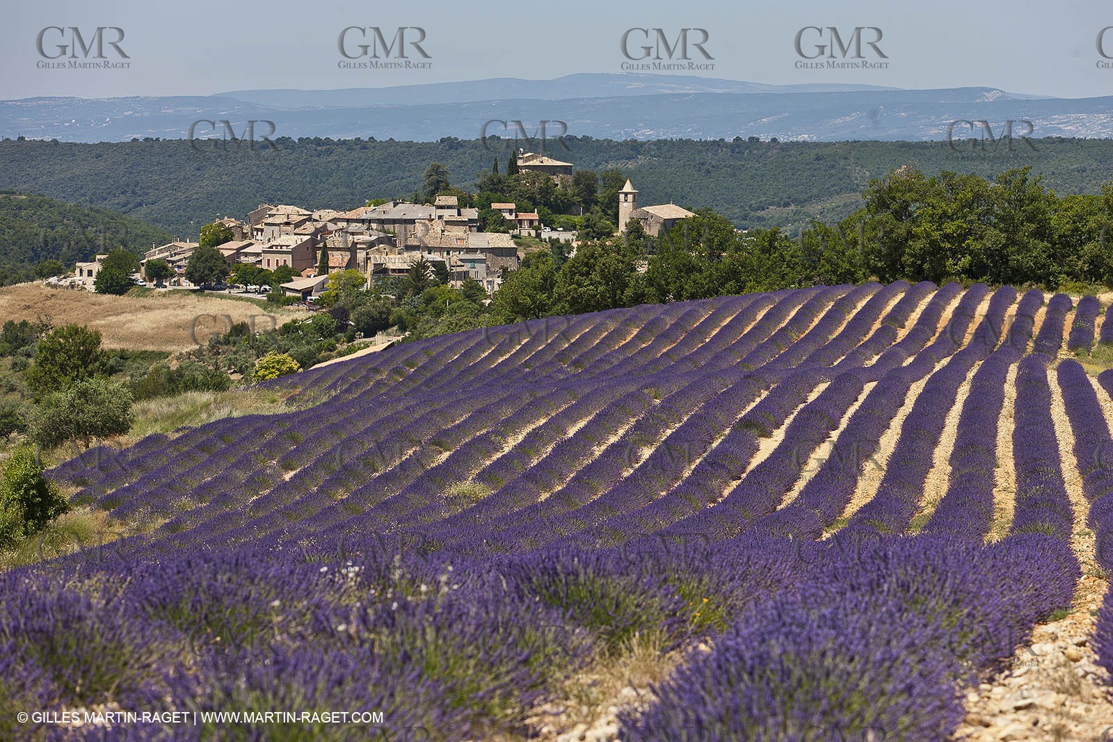 27 06 2011 - Entrevennes (FRA, 04) - Lavander fields