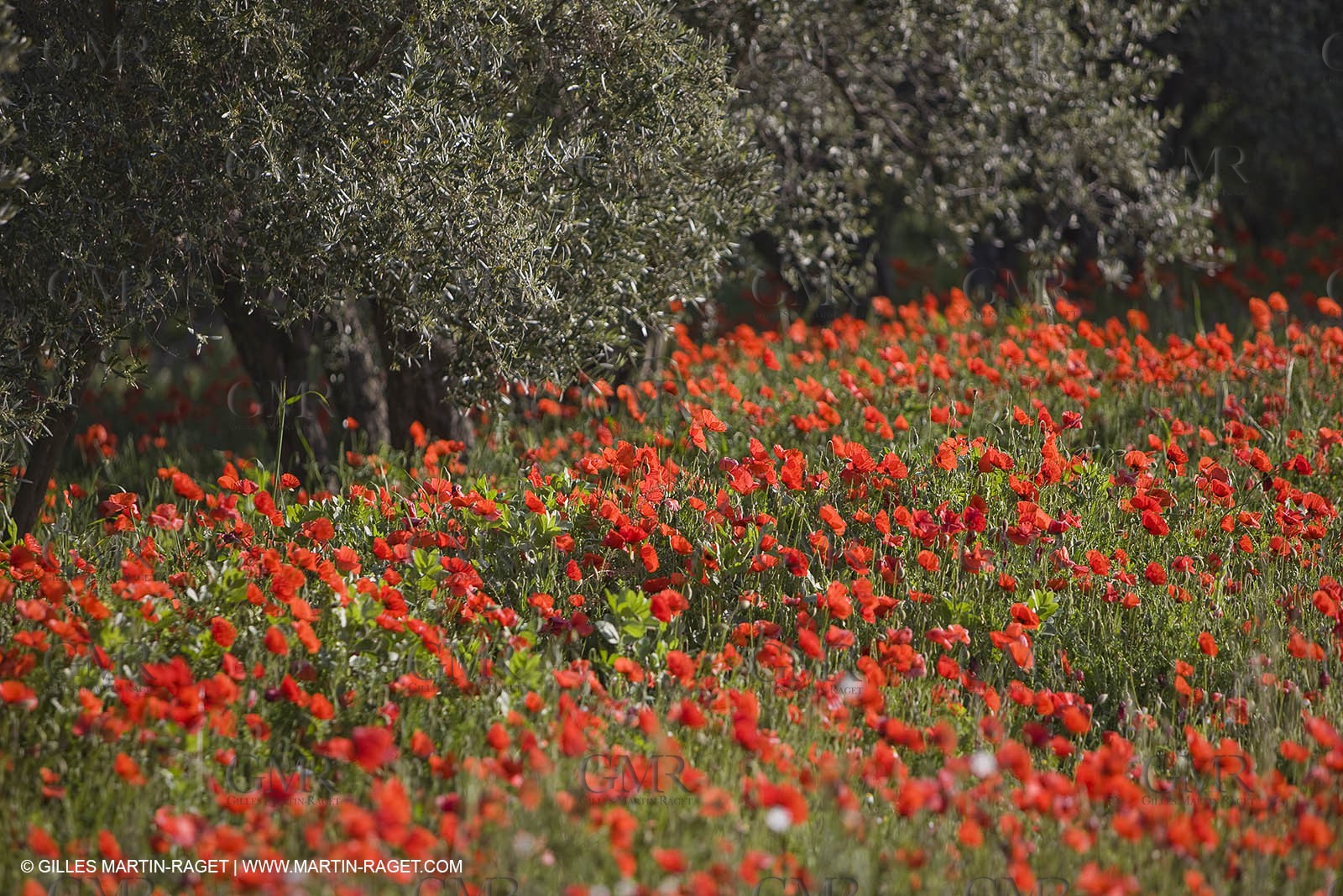 04 05 2008 - Saint Rémy de Provence (FRA, 13) - Alpilles hills landscapes