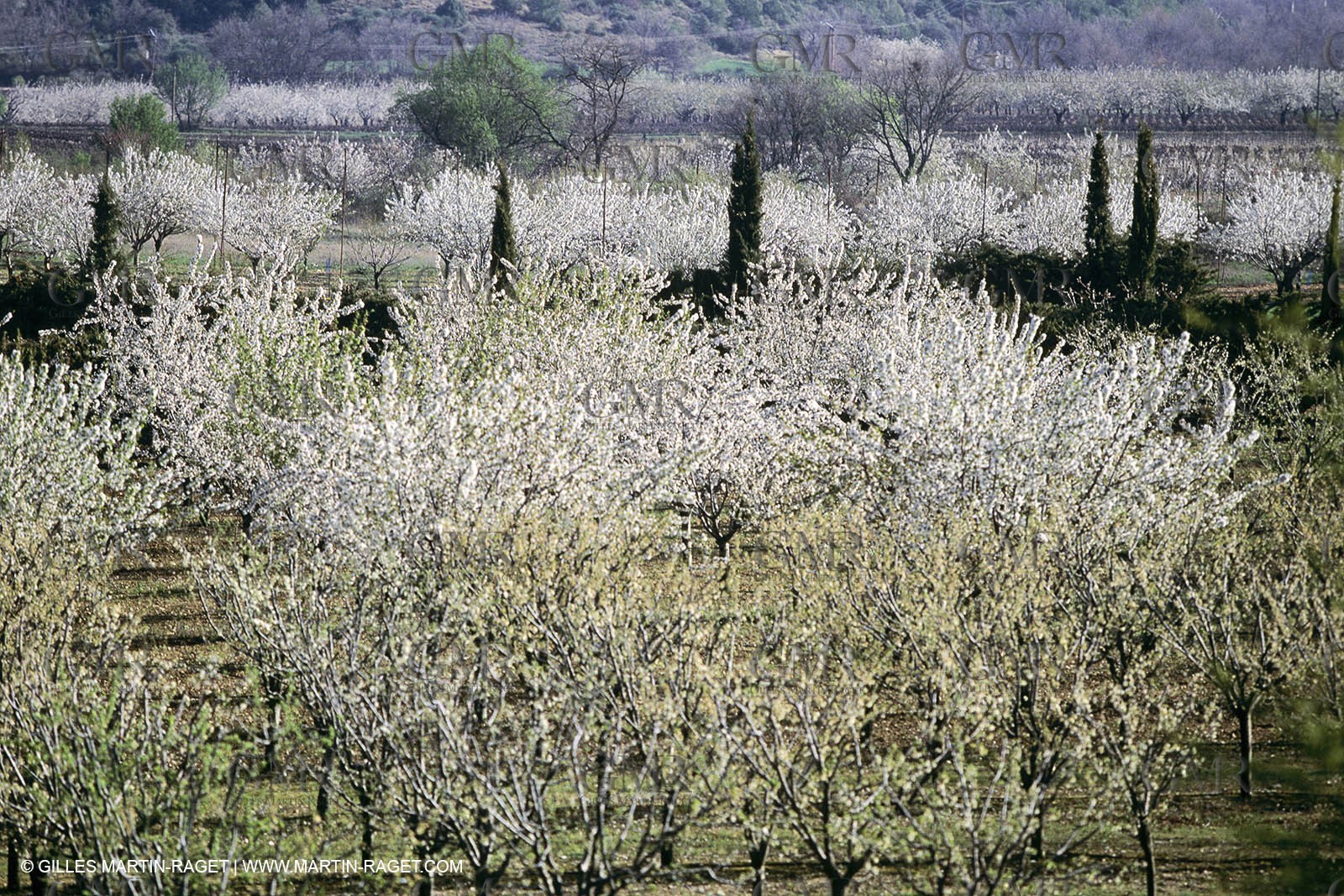 Luberon in winter near Saint Satrunin les Apt (FRA,84)