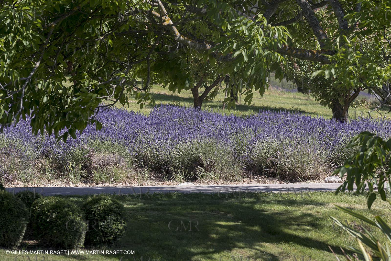 22 06 2018, Saint-Saturnin les Apts (FRA,84), Domaine des Andéols