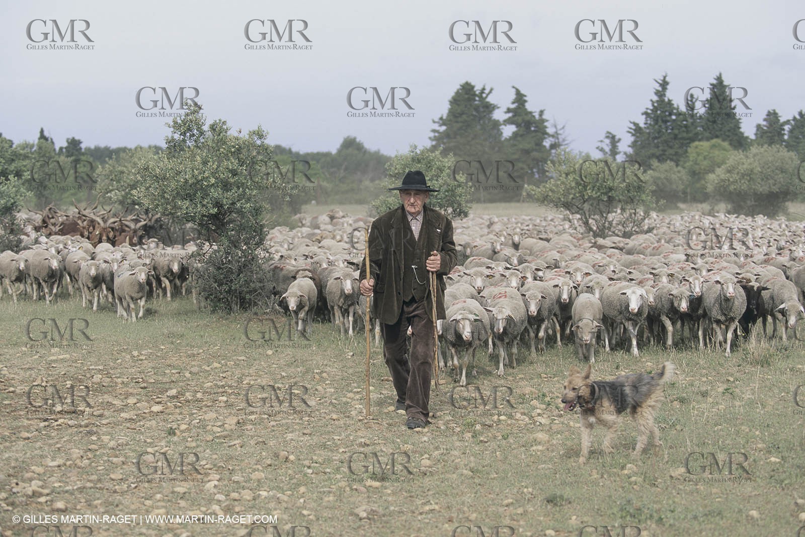 France, Provence, Moutons, bergers, élevage, transhumance