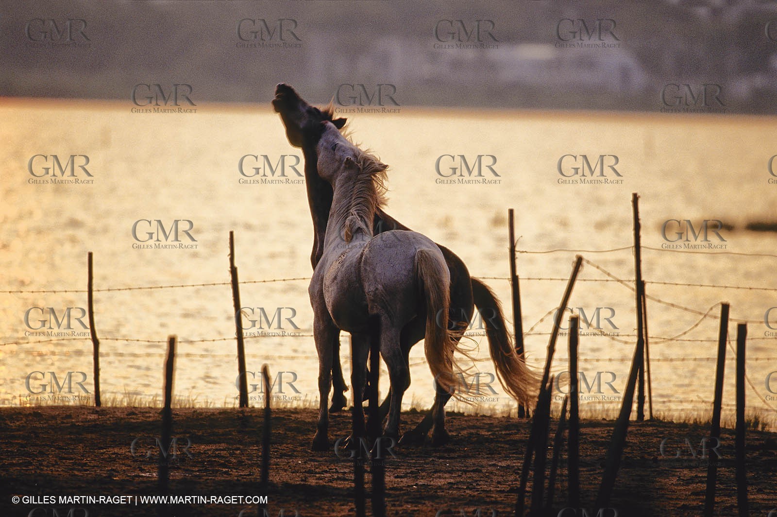2000-2010- Arles - Les Saintes Maries de la mer (FRA,13) - Camargue horses
