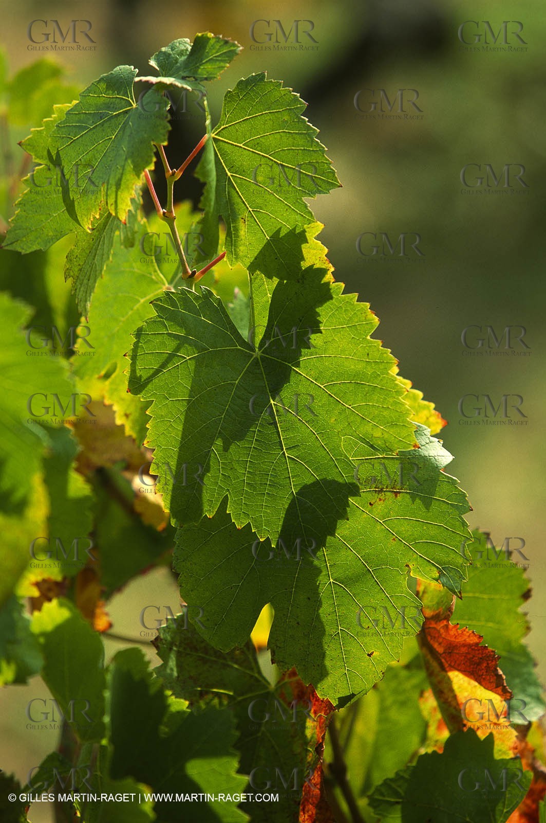 Provence, Harvest time