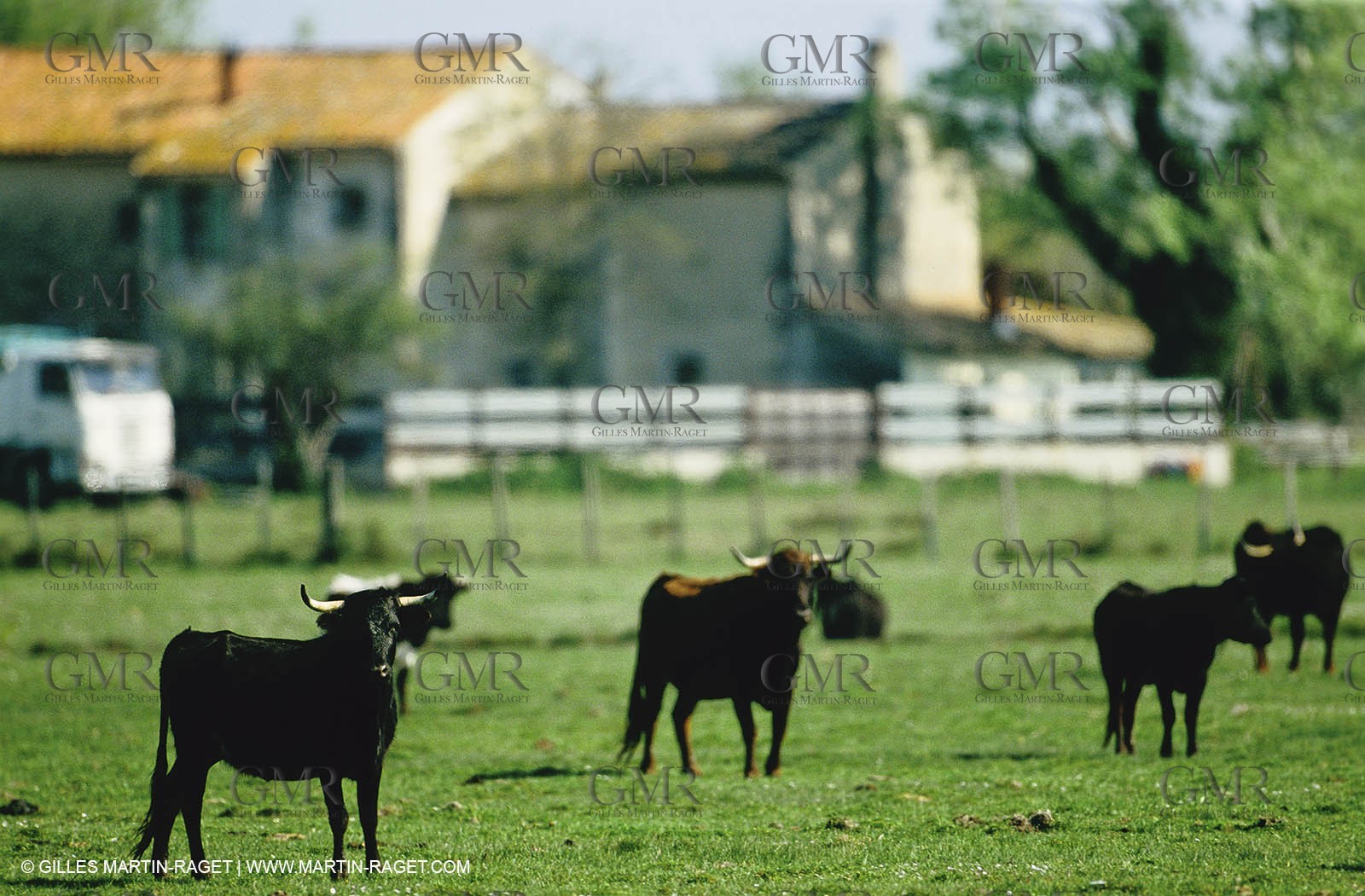 Bouches du Rhône, Camargue (FRA 13) - Camargue bulls
