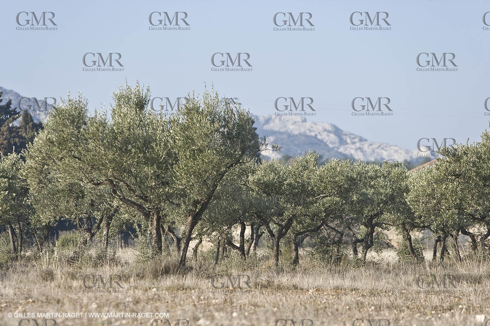16 02 2008 - Saint Rémy de Provence (FRA, 13) - Alpilles hills landscapes