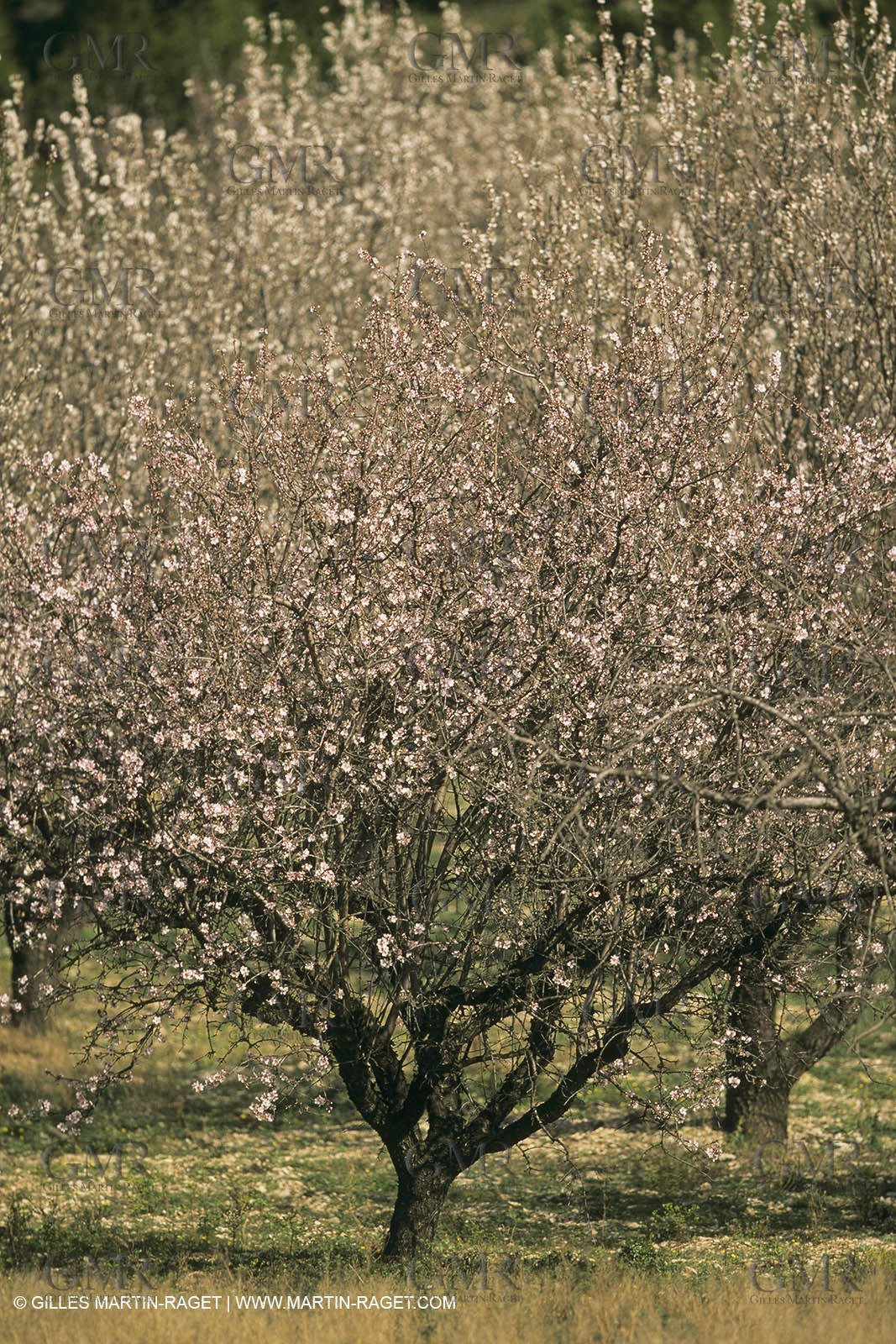 France, Provence, Arbres fruitiers en fleur   Spring bloom