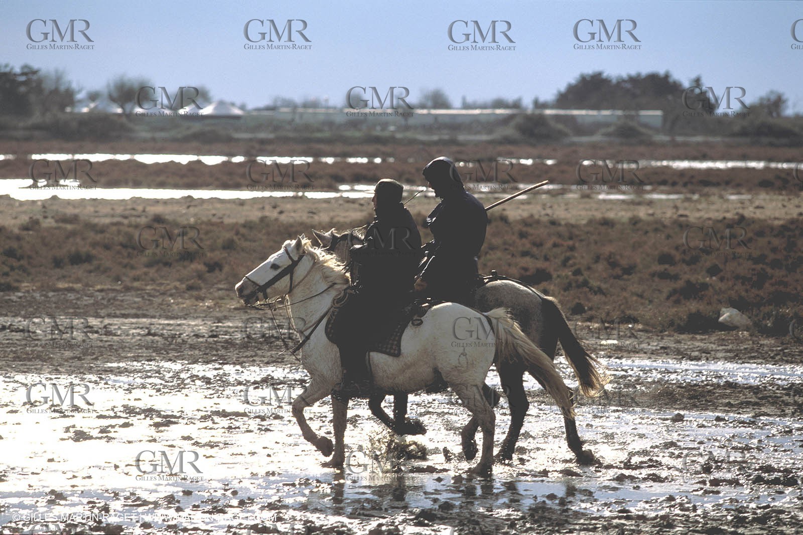 Camargue horses and bulls breeding