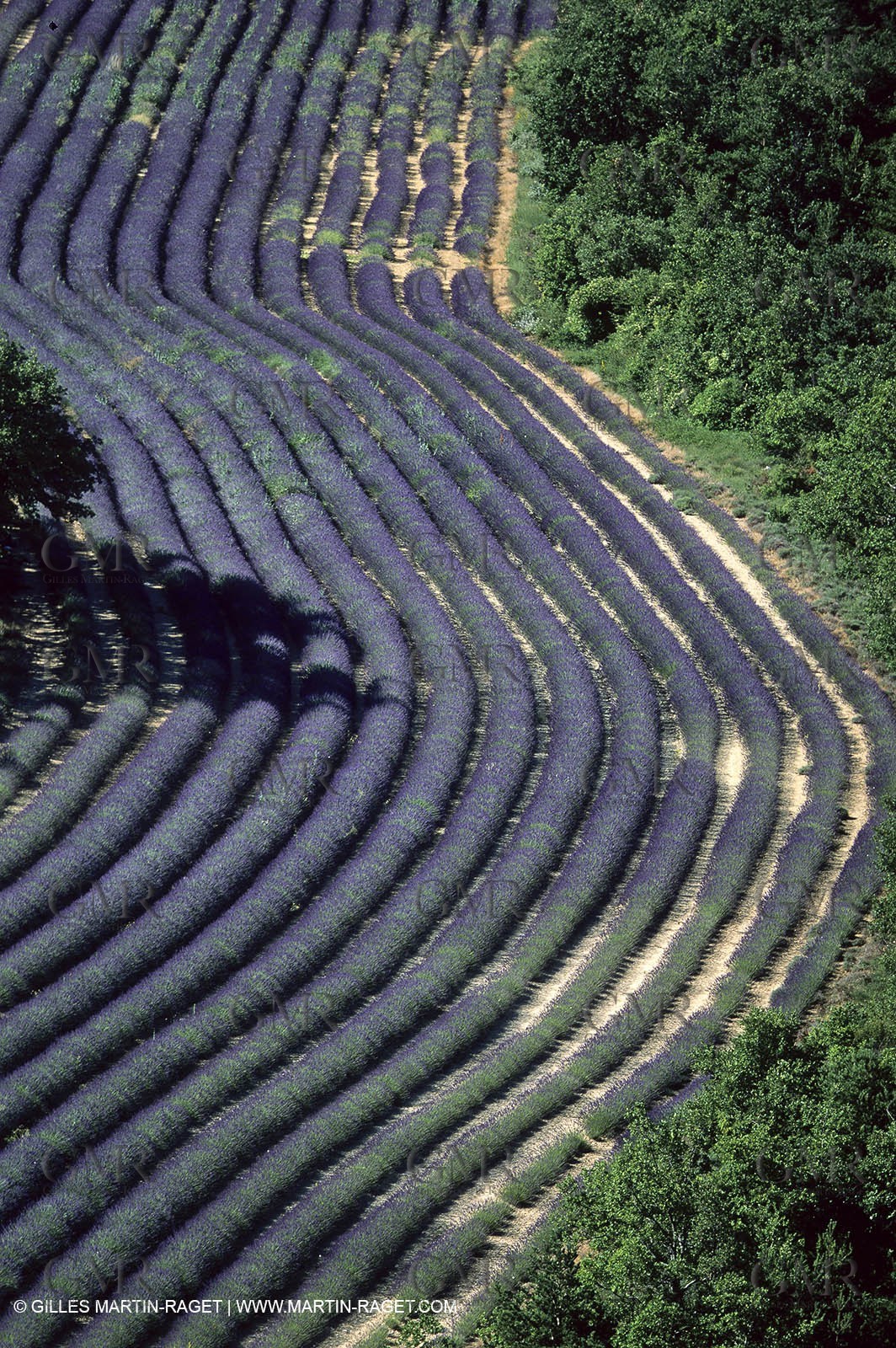 Lavander fields
