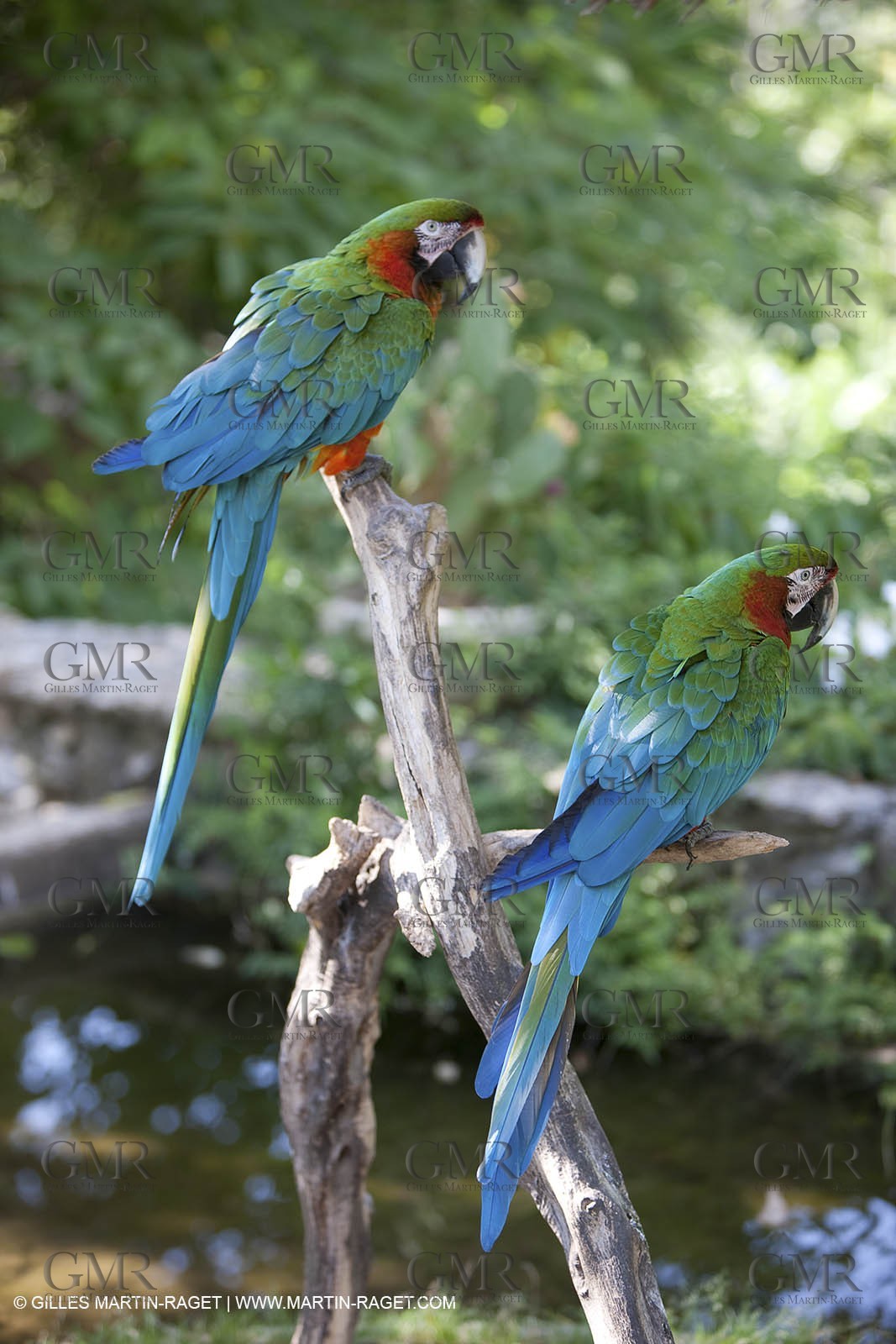 28 07 2009 - Sanary sur mer (FRA,83) - Zoo - Exotic garden