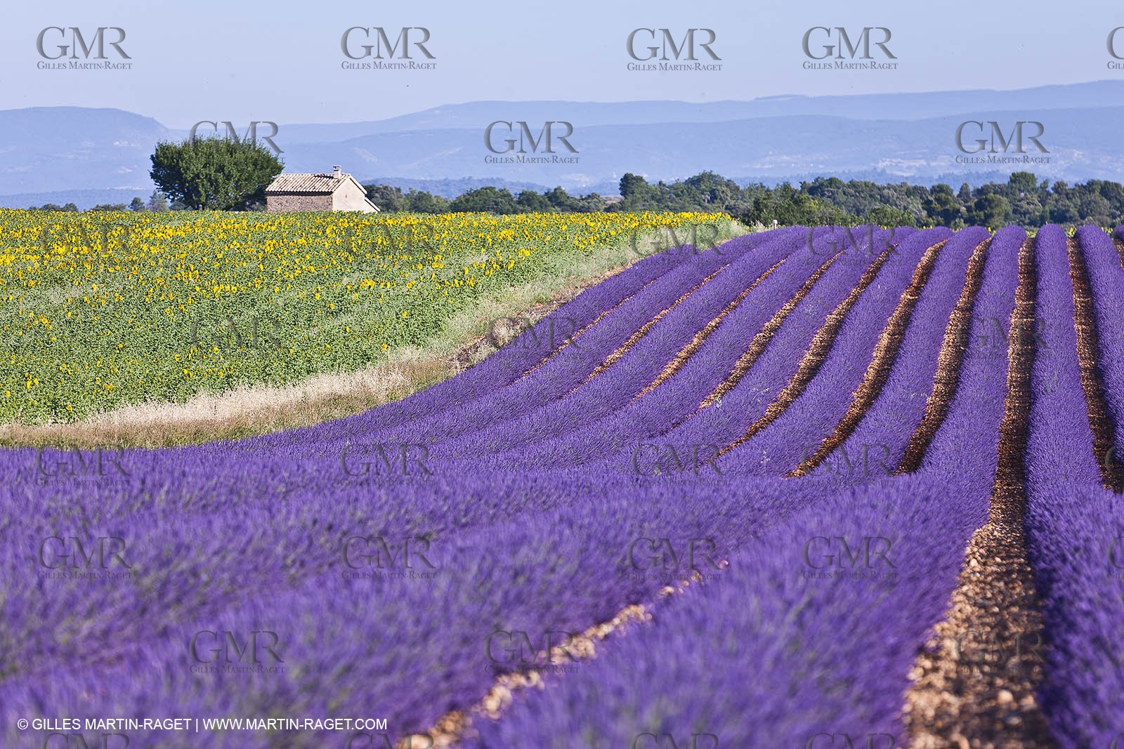 27 06 2011 - Valensole (FRA, 04) - Lavander fields