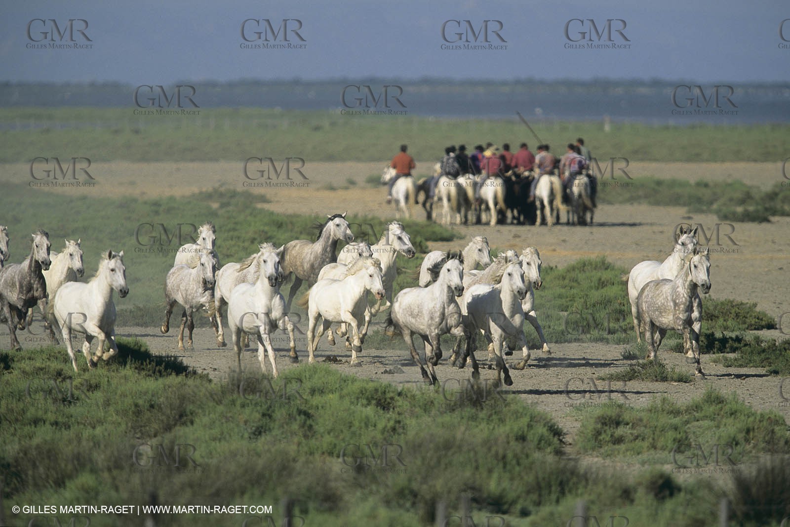 France, Provence, Camargue, White horses from Camargue