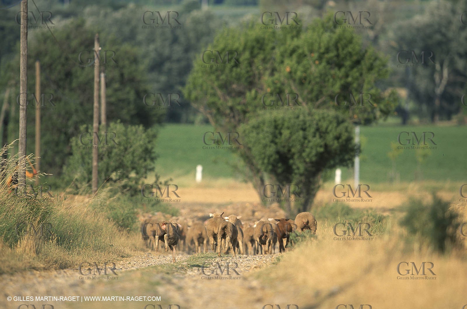Saint Rémy de Provence (FRA,13) - Sheep stocks migration Fest