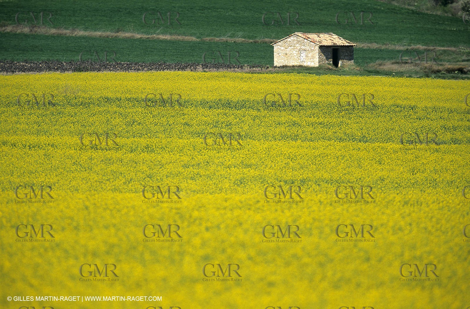 Alpilles (FRA,13), Rape fields