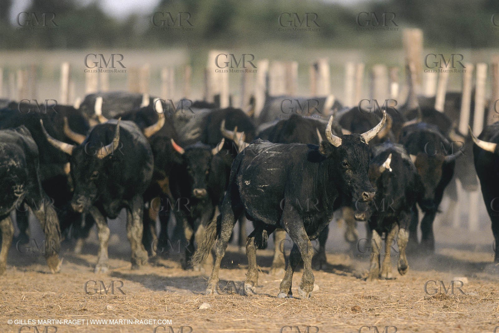 France, Provence, Camarggue, Taureaux de Camargue, bulls