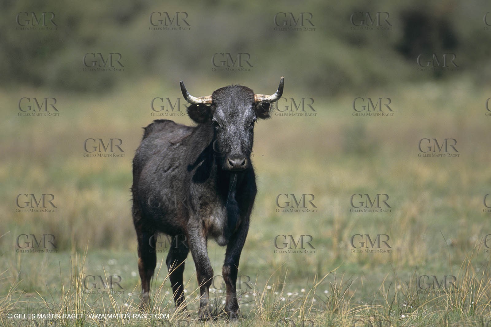 France, Provence, Camarggue, Taureaux de Camargue, bulls