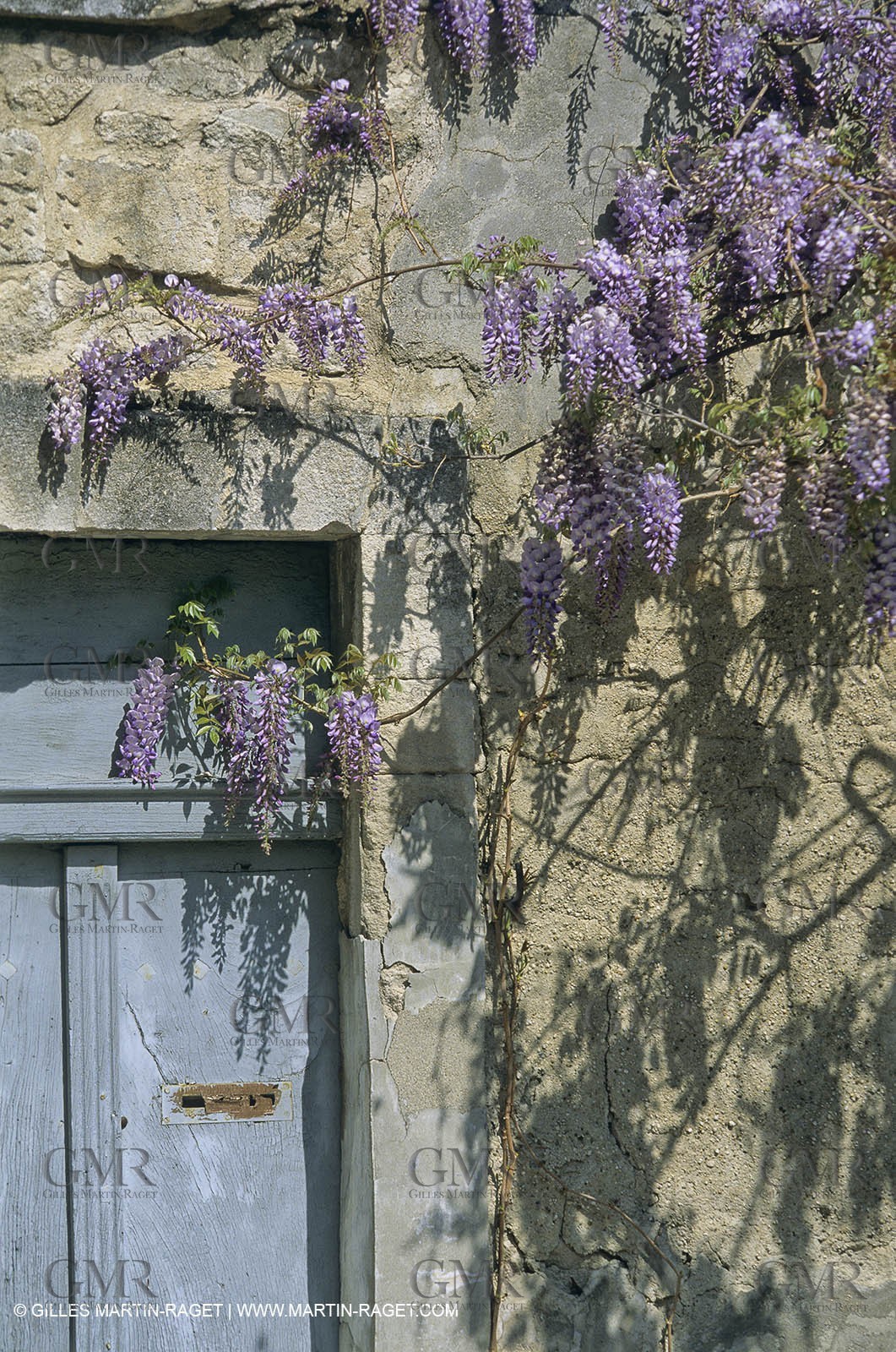 Les Alpilles, Saint Rémy de Provence, (FRA,13) - Glycine in Saint Rémy de Provence
