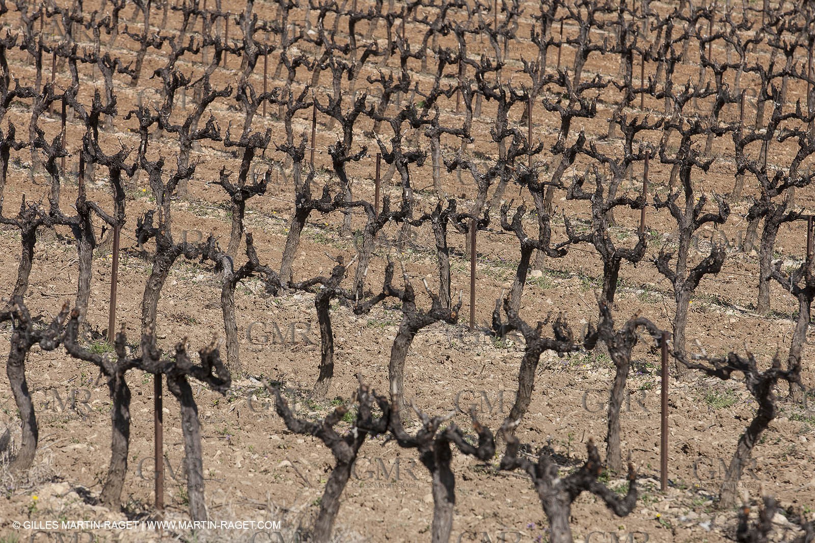 March 30th 2012 - Saint Saturnin les Apt (FRA, 84) - blooming cherry trees