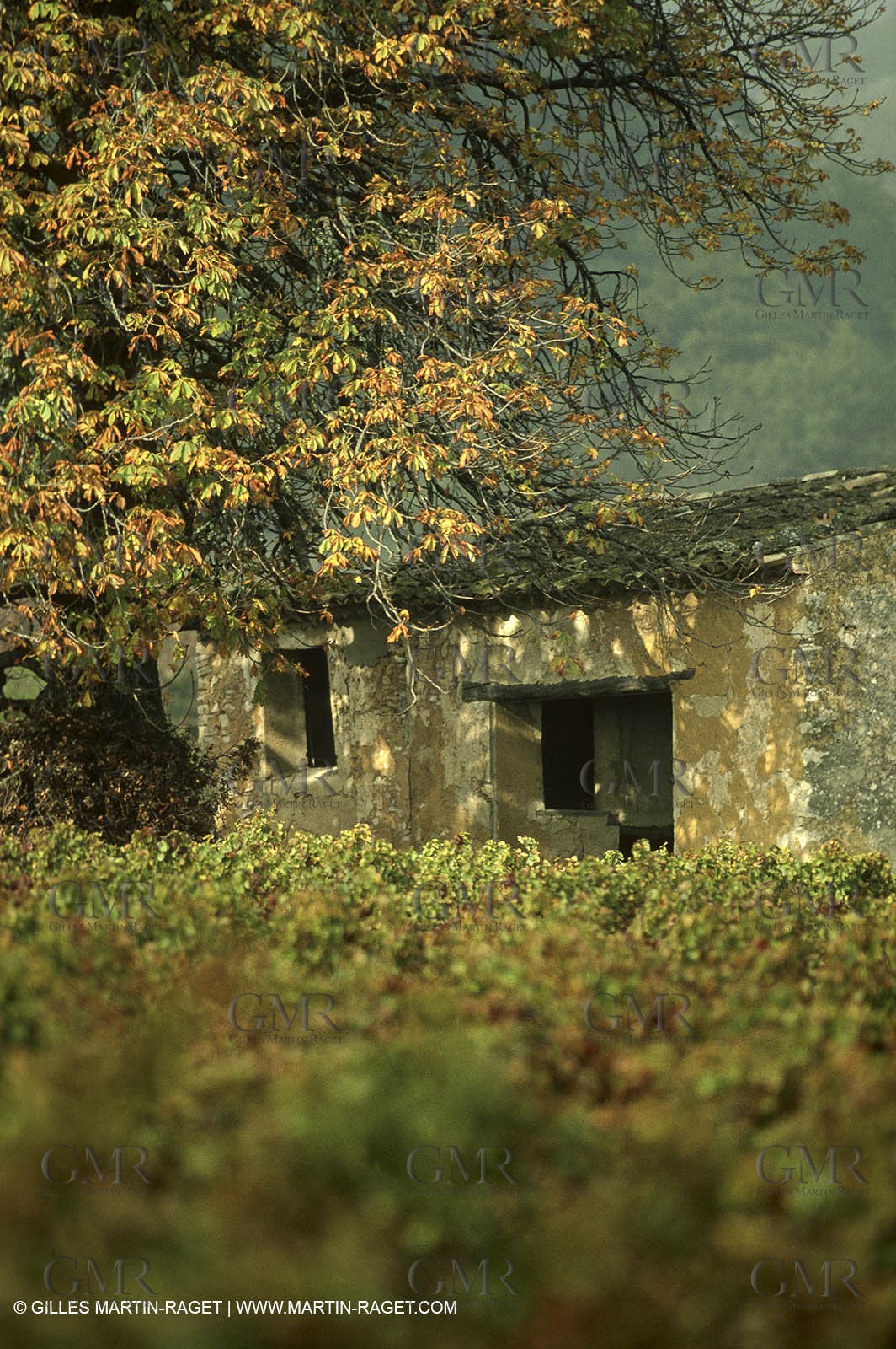 Luberon (FRA,84), Fall colors