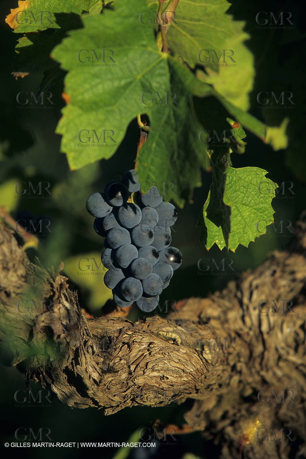 costieres0022.jpg