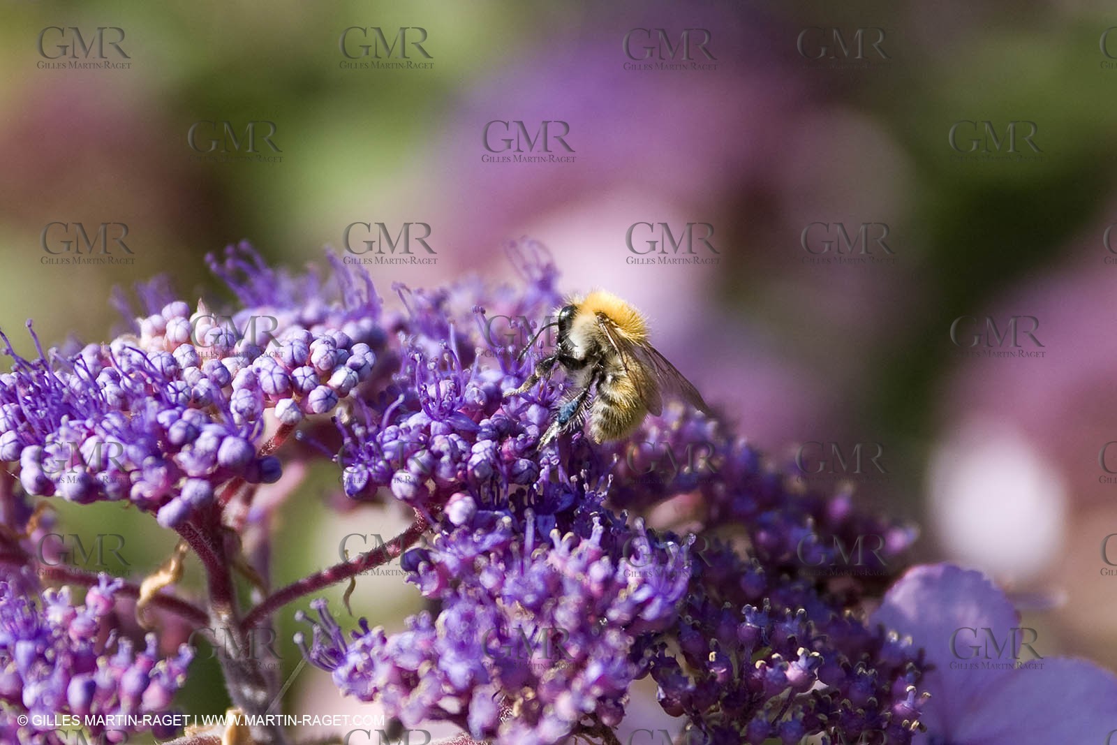 113 08 2007 - Saint Etienne du Grès (FRA - 13) - Honey and bees