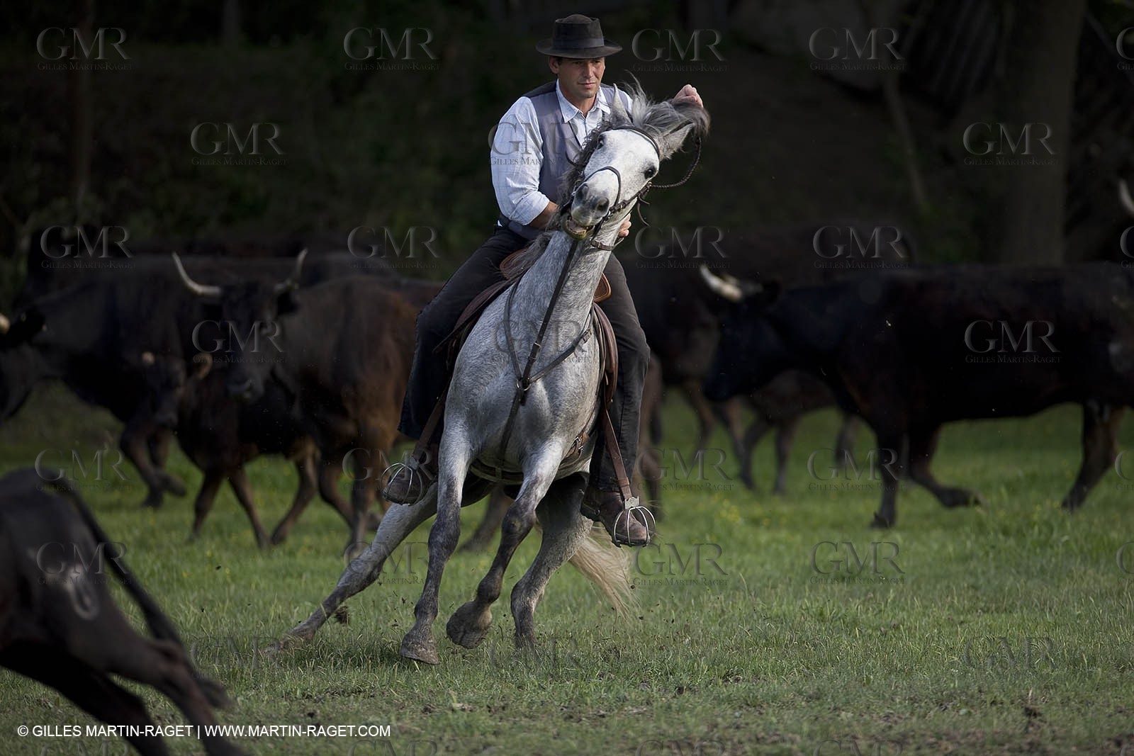 07 05 2008 - Le Cailar (FRA,30) - Stock work at Mas du Pont de Laute domain