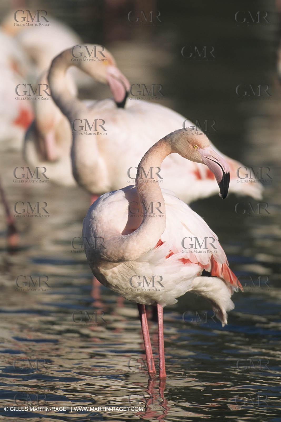 France, Provence, Camargue, Birds, Flamants, flamingos