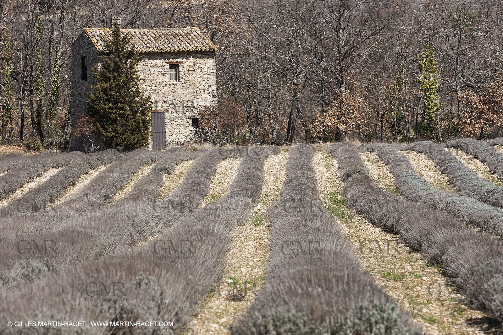 30 mars 2012 - Saint Saturnin les Apt (FRA, 84) - Cerisiers en fleurs