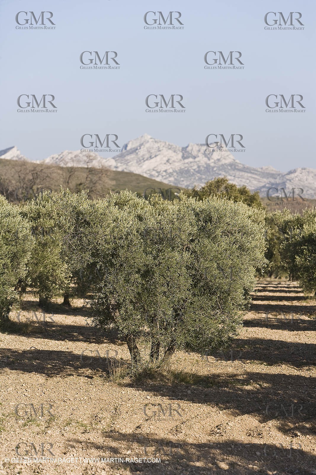 16 02 2008 - Les Baux de Provence (FRA, 13) - Alpilles hills landscapes
