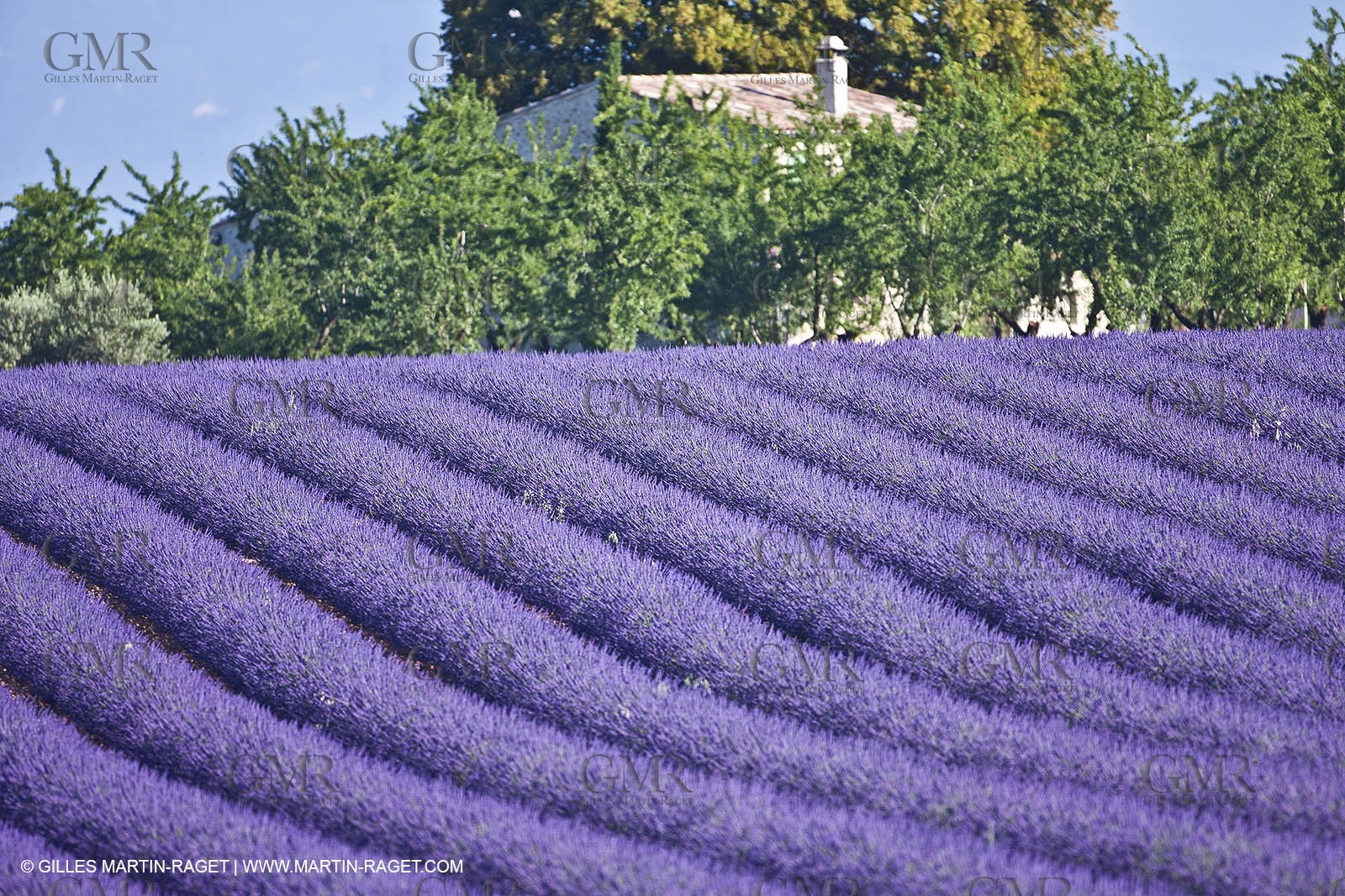 27 06 2011 - Valensole (FRA, 04) - Lavander fields