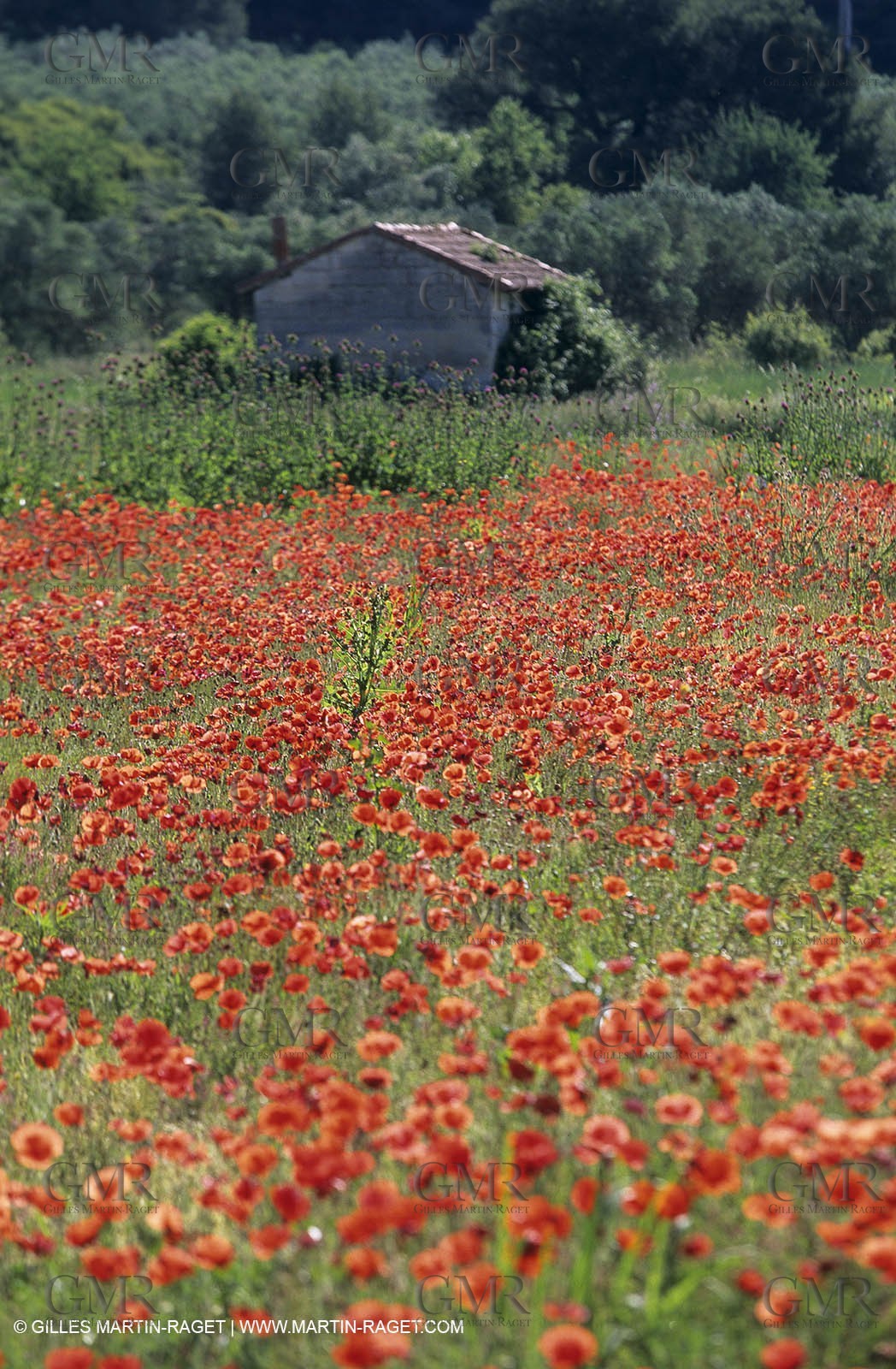 2000-2010- Les Alpilles (FRA,13) - Poppy fields