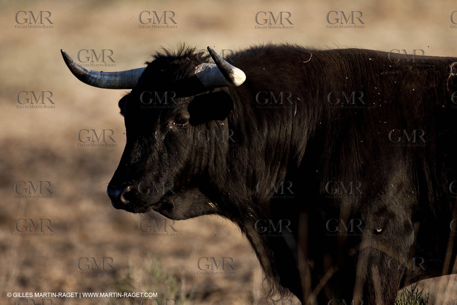 09 04 2011 - Arles (FRA,13) - Bulls fighting in Camargue