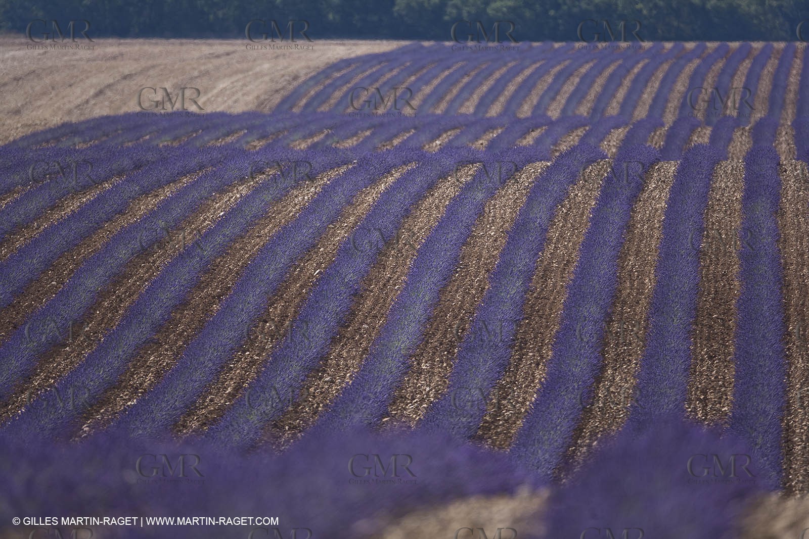 13 08 2007 - Valensole (04) - lavender fields on Valensole plateau