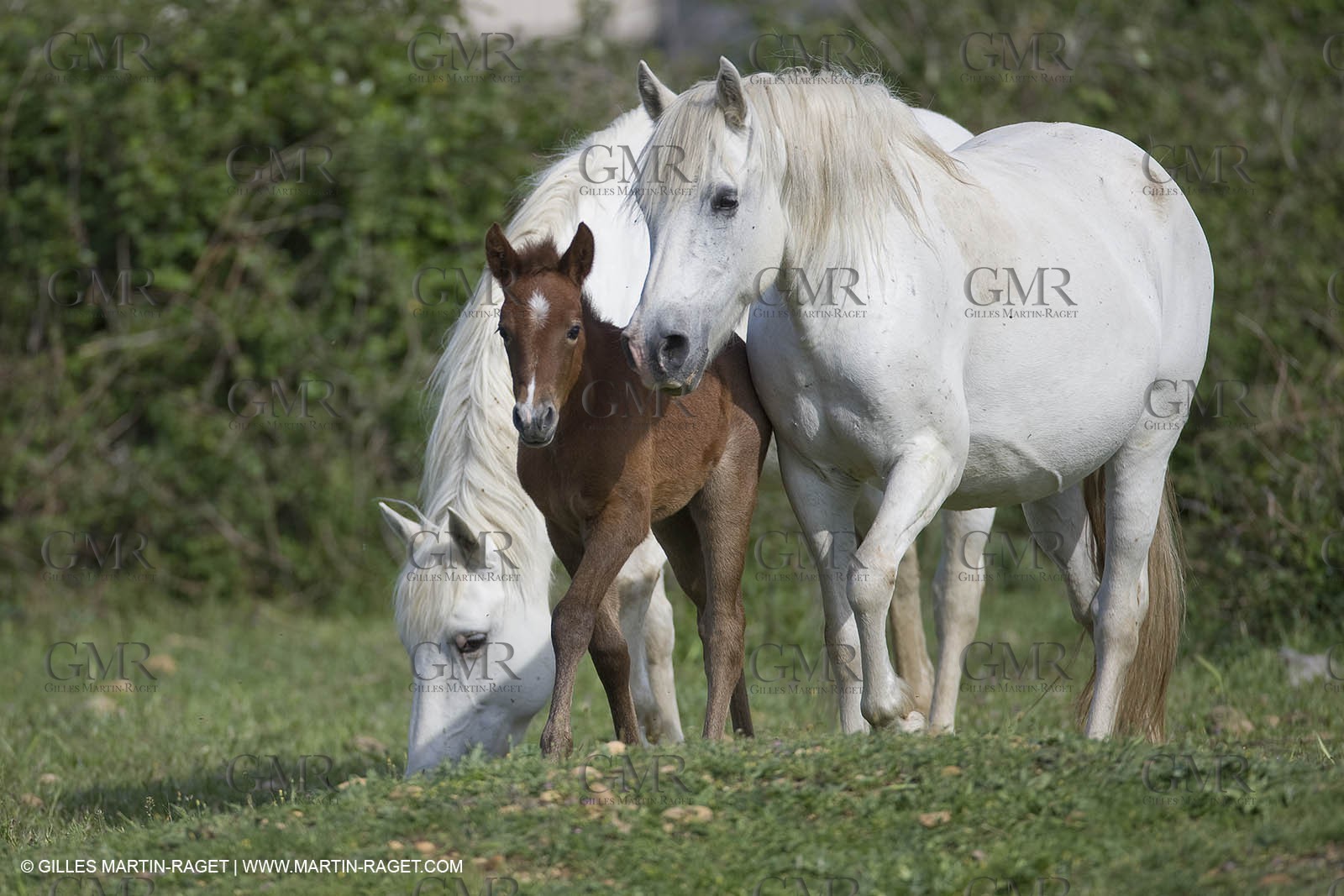 07 05 2008 - Le Cailar (FRA,30) - Stock work at Mas du Pont de Laute domain