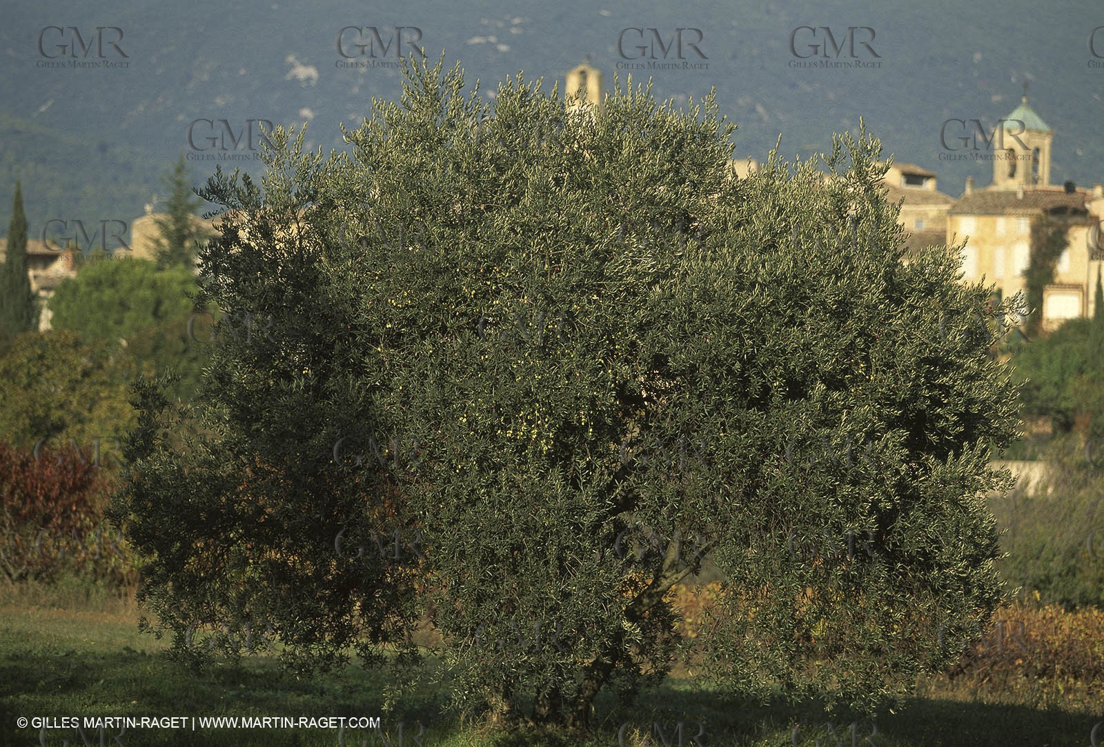 Luberon (FRA,84), Fall colors