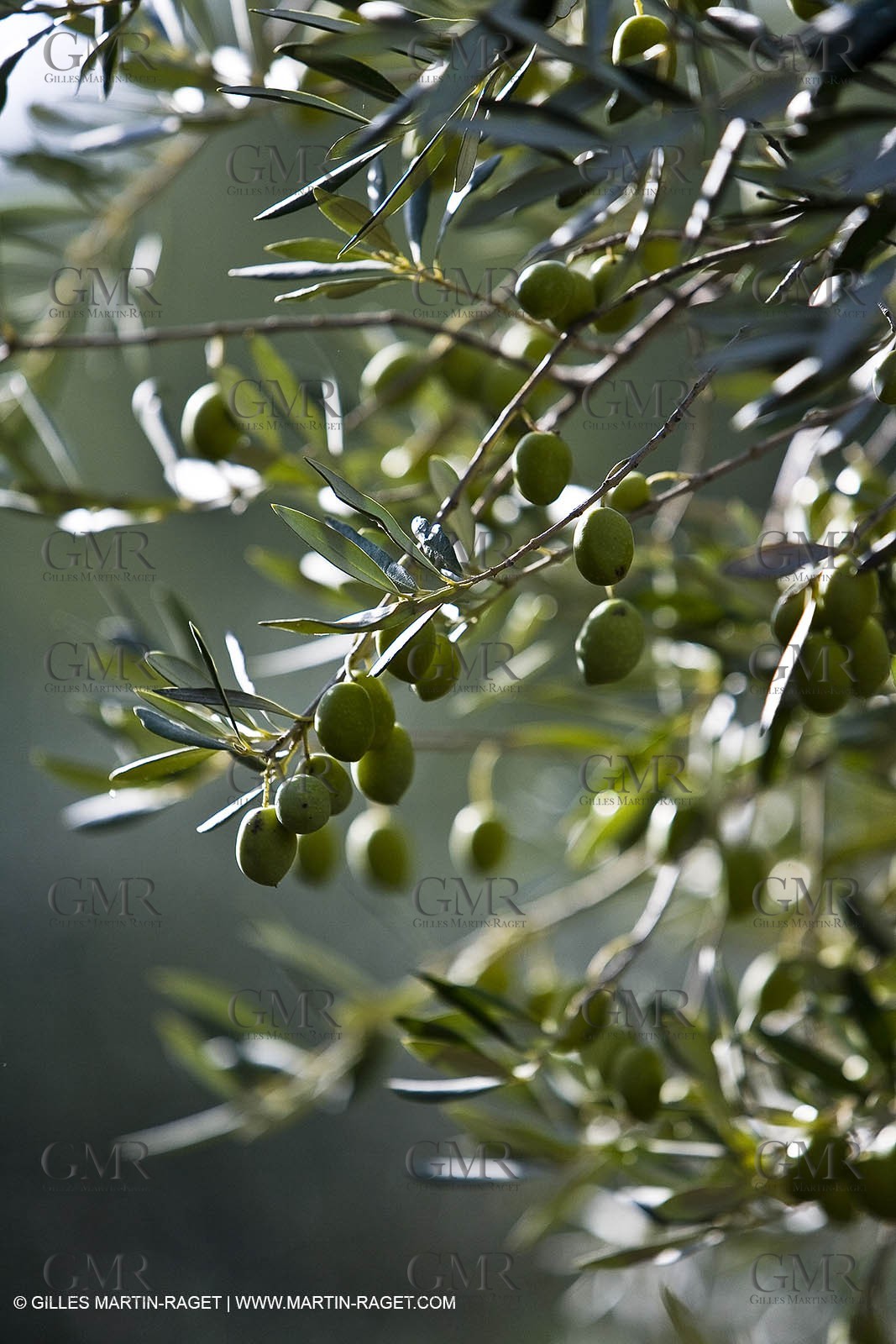 Provence - Olive trees in the Baux de Provence valley (south France)