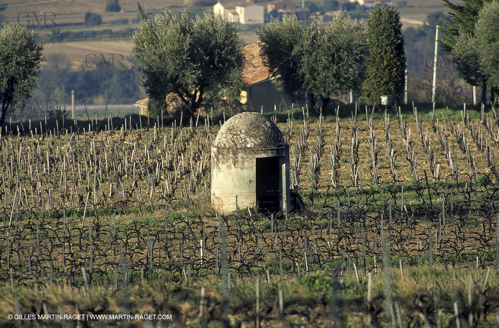 Luberon (Fra,84) - Vineyards cants